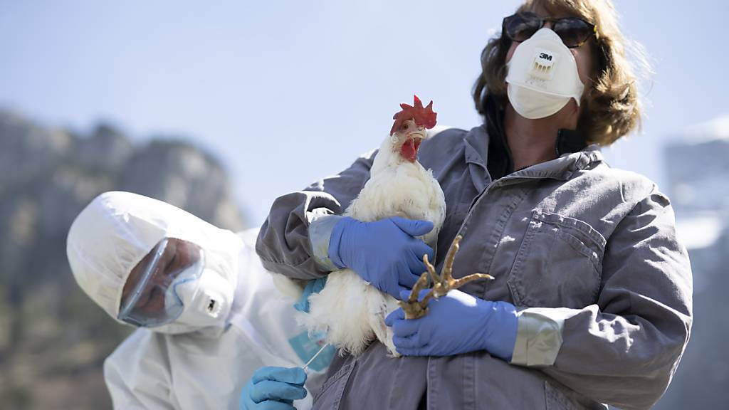 Einem Huhn wird während einer Übung ein Abstrich genommen. (Symbolbild)