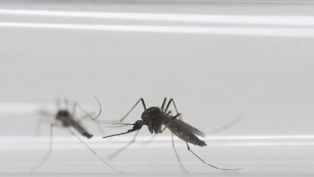 Diese Mücken übertragen das Zika-Virus - nun auch in den USA. (Archiv)