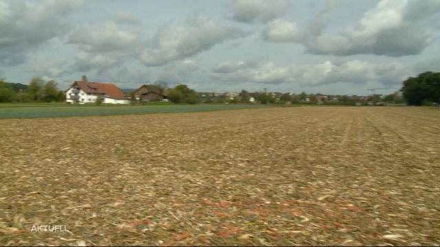 Leiche in Maisfeld gefunden