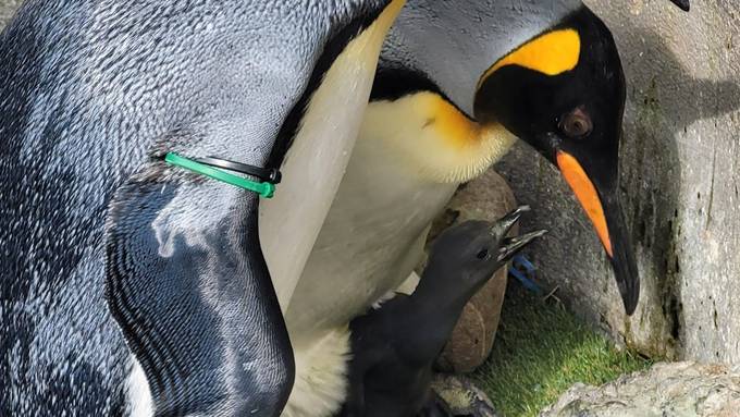 Königspinguin-Küken halten ihre Eltern im Zoo Zürich auf Trab