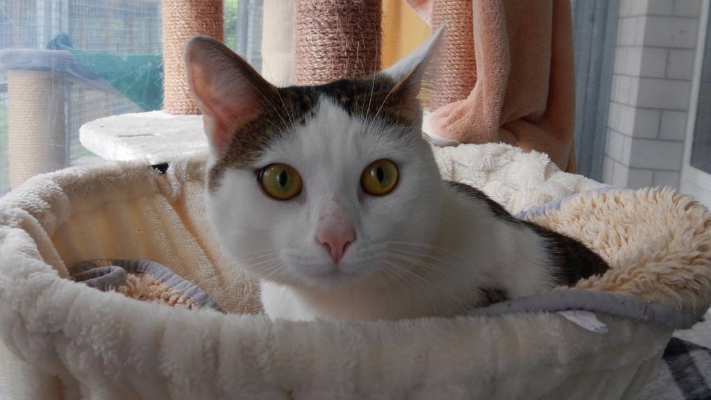 Melchior