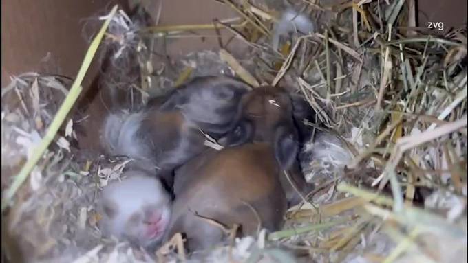 Kaninchen Macca bringt zu Ostern sieben Babys auf die Welt