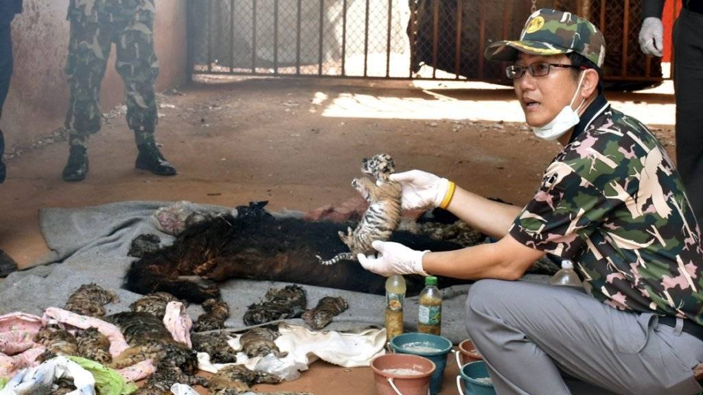 Ein Beamter der thailändischen Naturschutzbehörde zeigt die toten Tigerbabys.