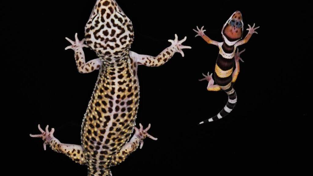 In den ersten Lebensmonaten ist der Leopardgecko gestreift. Mit zunehmendem Alter werden die Streifen zu schwarzen Flecken.