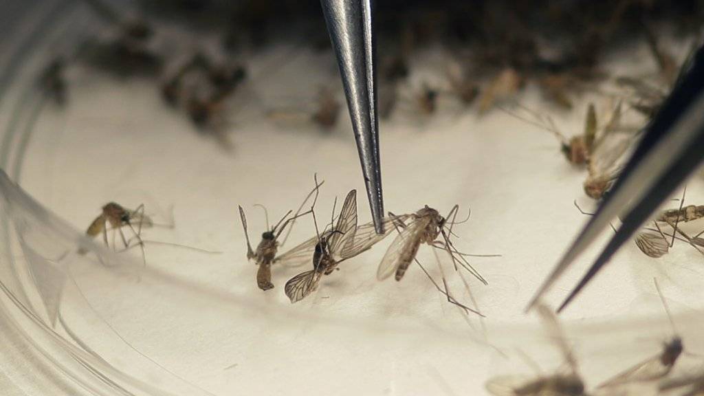 Das Zika-Virus wird von Mücken übertragen und ist für Schwangere ein Risiko. (Archiv)
