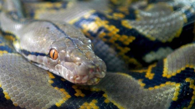 Python in Grossstadt Kurashiki auf der Flucht