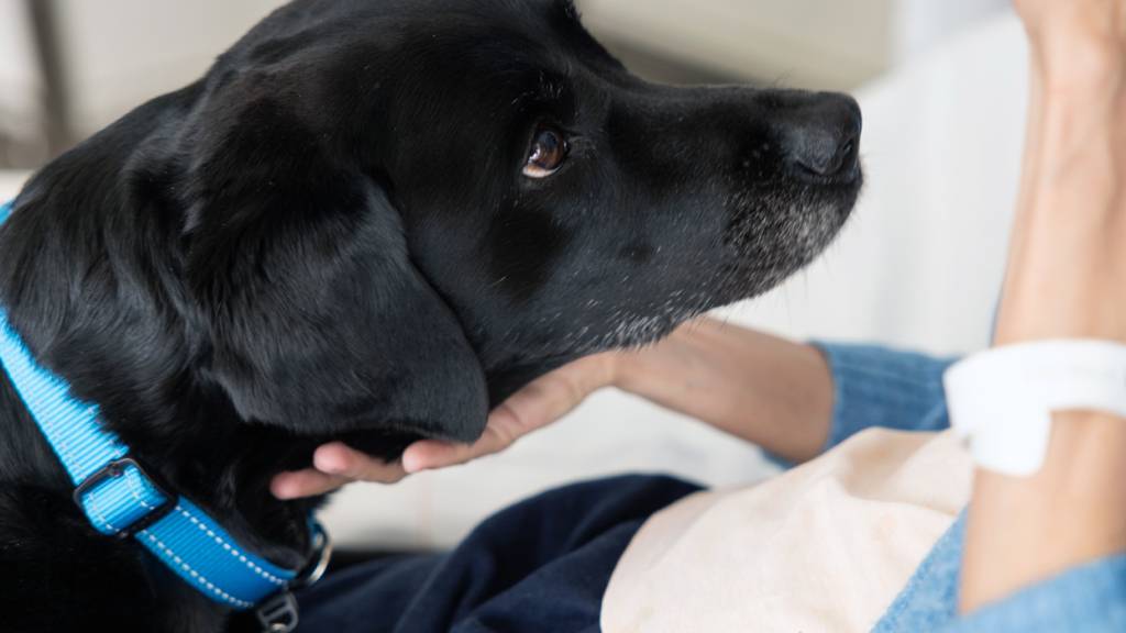 Sozialhund «Oriana» beruhigt Patienten im Spital Bülach