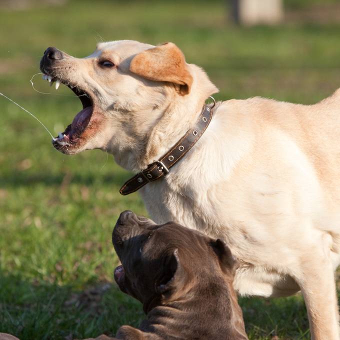 Tödlicher Hundeangriff in Oberuzwil: «Habe Angst um Kinder»