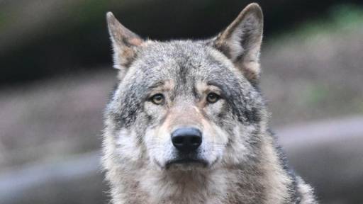 DNA-Analyse bestätigt: Ein Wolf hat die drei Alpakas getötet