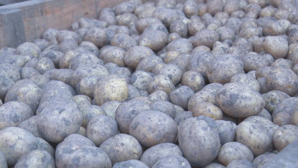 Wegen Rekordhitze: Schlechteste Kartoffelernte seit Messbeginn