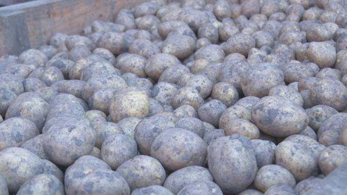 Wegen Rekordhitze: Schlechteste Kartoffelernte seit Messbeginn