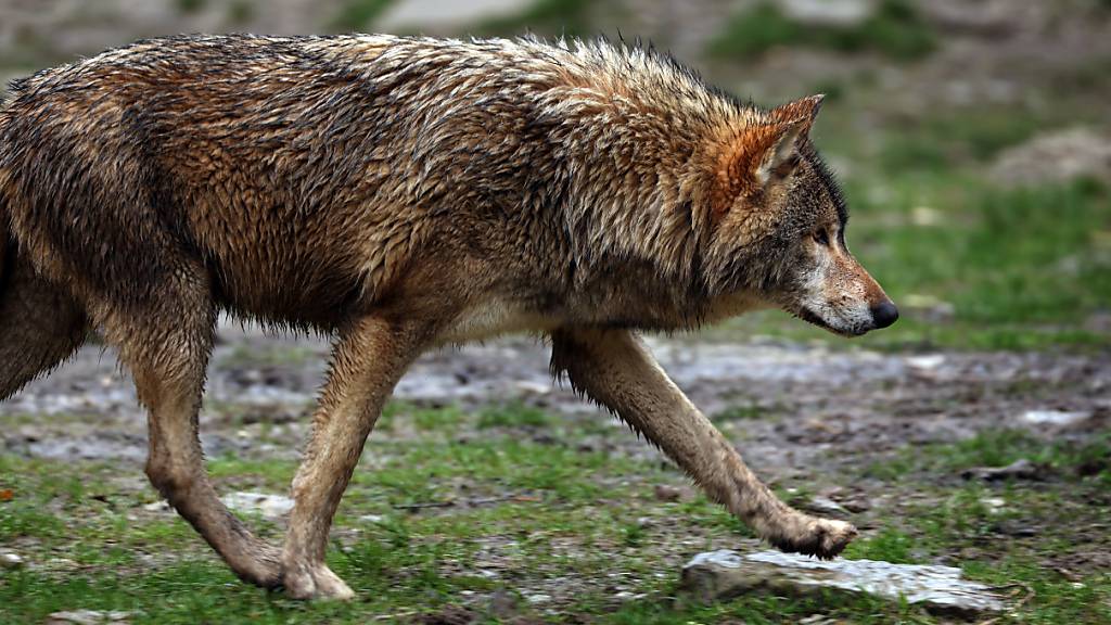 Die Tessiner Regierung hat im unteren Maggiatal einen Wolf zum Abschuss freigegeben. (Symbolbild)