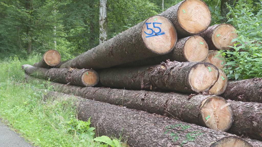 Kanton Thurgau will mehr Holz aus eigenem Wald nutzen