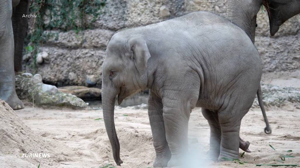 Zoo Zürich bangt um Elefantenbullen Umesh