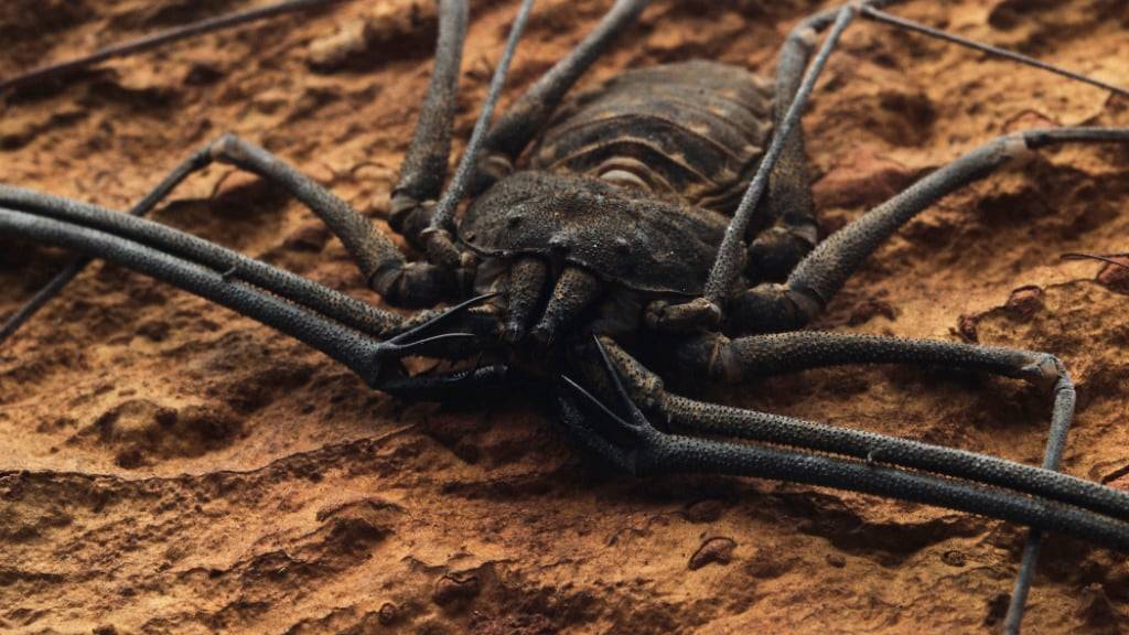 Die Geisselspinne lebt im Zoo Zürich.