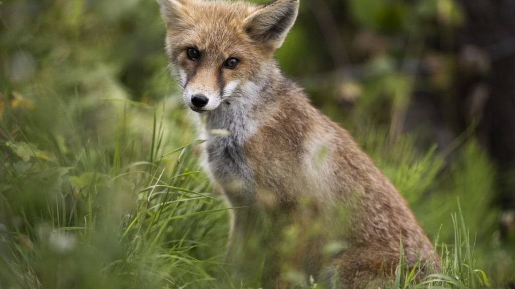 Füchse als Endwirte sind an den Fuchsbandwurm angepasst und können mit dem Schmarotzer leben. Für Menschen kann ein Befall aber schwerwiegende Folgen haben. (Archivbild)