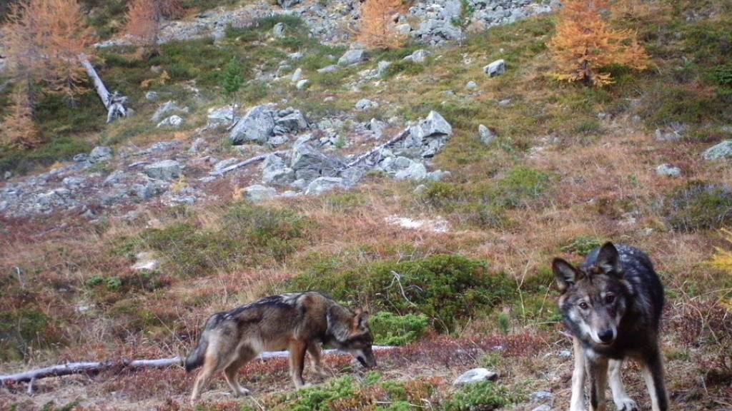 Dem Wolf geht es an den Kragen: Er darf künftig auch präventiv abgeschossen werden. Im Bild Wölfe im Wallis. (Archivbild)
