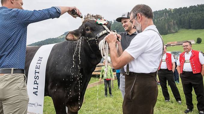 «Alpstein» ist Siegermuni am Jubiläums-Schwingfest