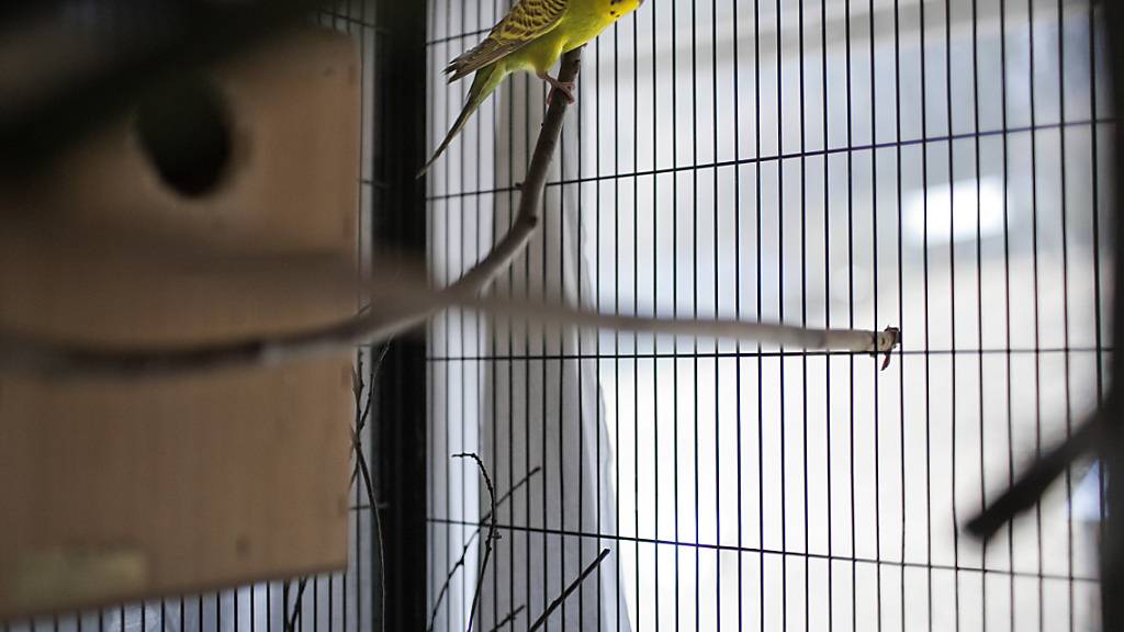 Ein Wellensittich in einem Käfig. Viele dieser Tiere haben keinen Platz zum Fliegen und sehen nie einen Sonnenstrahl. (Archivbild)
