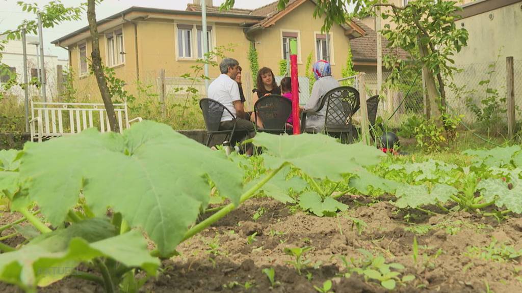 Schrebergarten-Serie: Wie sich in Suhr Flüchtlinge dank Gärtnern integrieren