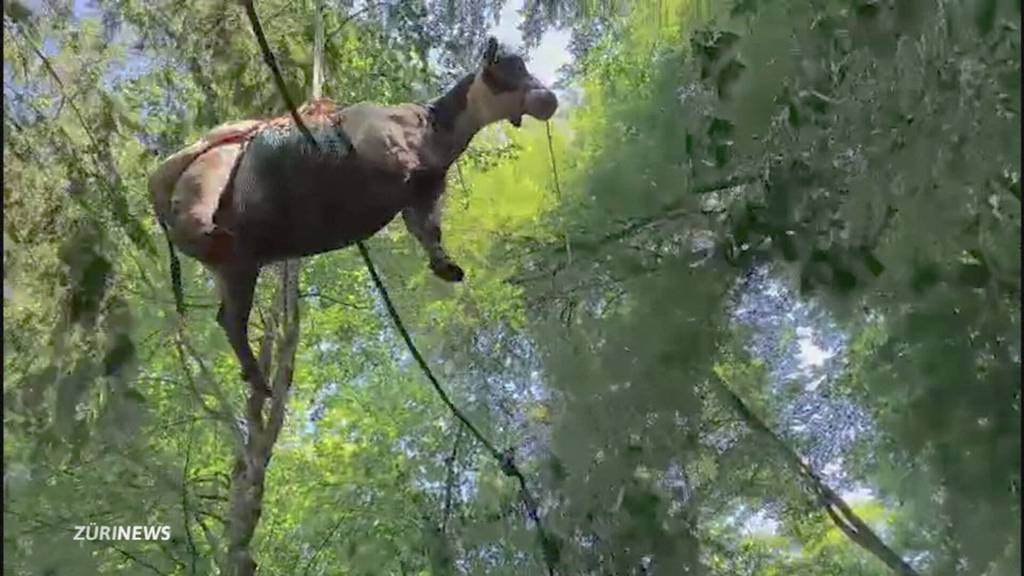Ausgebüxte Kuh bleibt in steilem Tobel stecken
