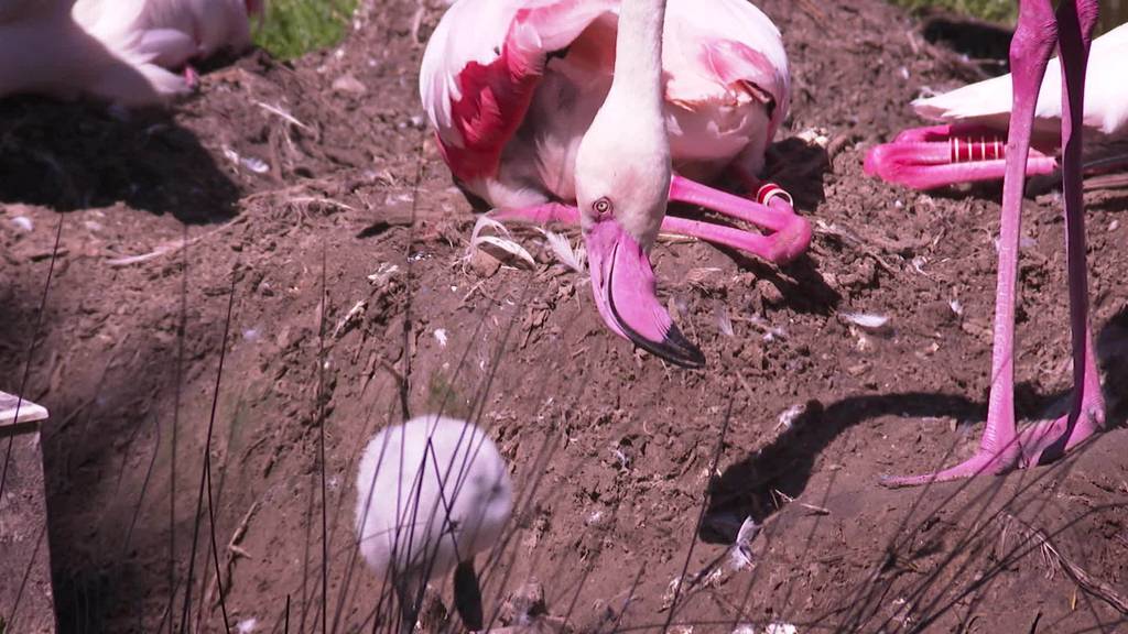 Baby-Boom: Flamingo-Babys im Walter Zoo