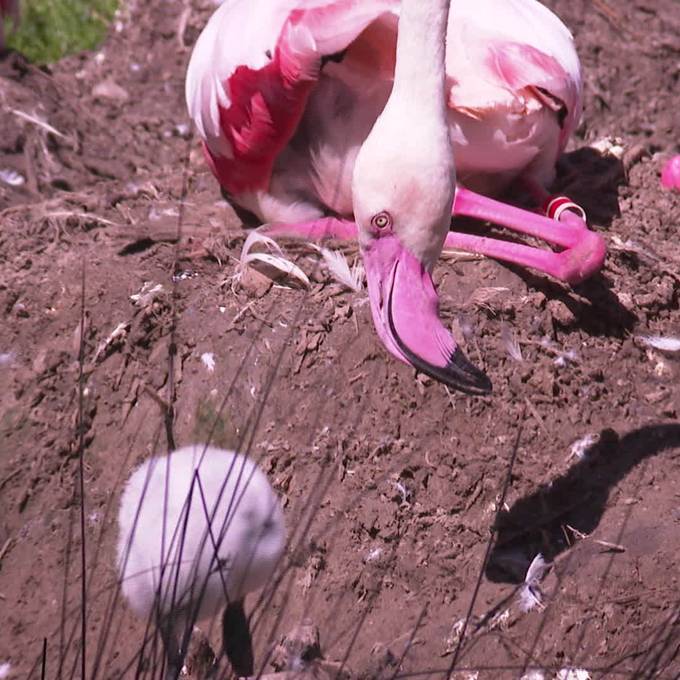 Baby-Boom bei den Flamingos im Walter Zoo