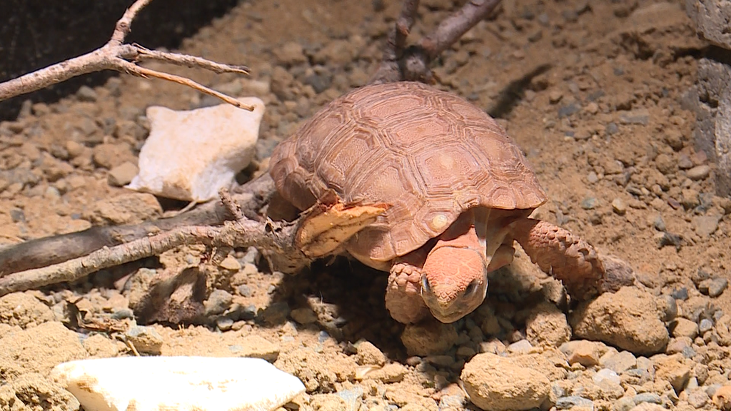 Boulengers Flachschildkroeten 