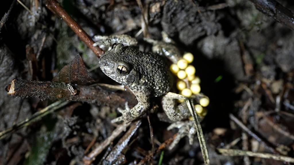Eine männliche Geburtshelferkröte mit Eiern um die Hinterbeine gewickelt. (Archivfoto)