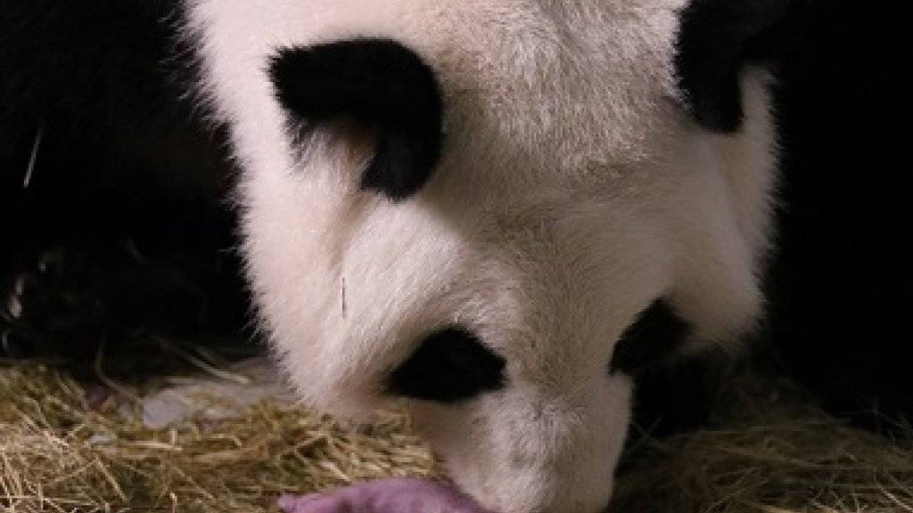 Lun Lun kümmert sich um ihr Neugeborenes: Die Panda-Mama hat bereits sieben Kleine auf die Welt gebracht.