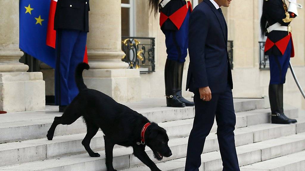 Der adoptierte Hund Nemo bringt in Frankreich manchmal das Protokoll durcheinander. (Archivbild)