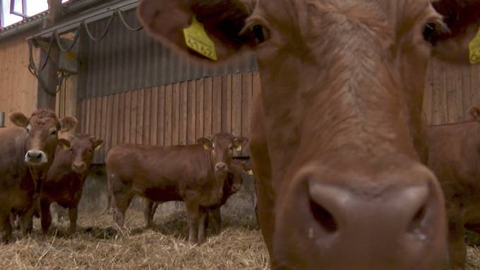 Landwirt erzählt: So kam es zum Kälbchen-Ausbruch in Grenchen