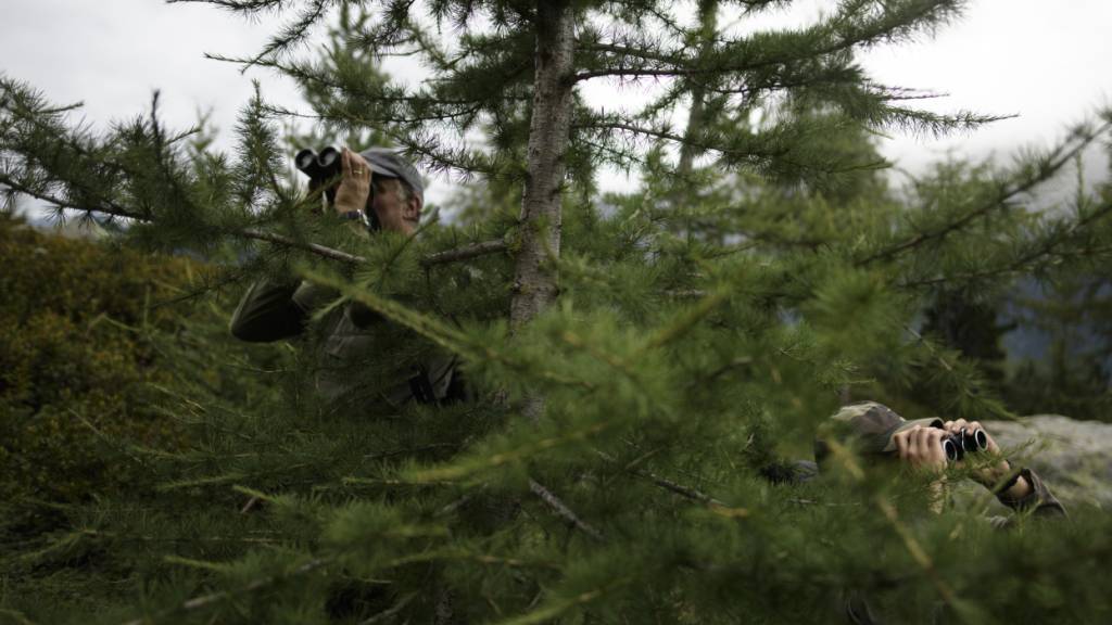 Der Kanton Uri bläst zur Nachjagd auf die weiblichen Hirsche. (Symbolbild)