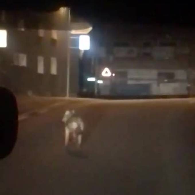 Video zeigt, wie Wolf mitten durch Speicher spaziert