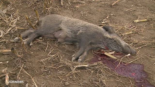 Wer ist der brutale Wildschwein-Killer