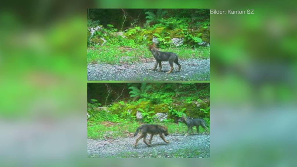 Schwyzer Wolfsrudel: Bauernvereinigung enttäuscht