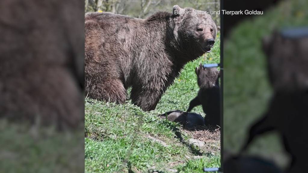 Tierpark Goldau: Jungbären sind neuer Publikumsmagnet