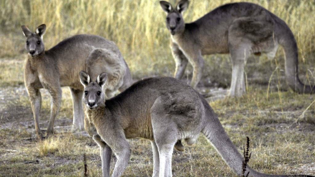 Mann in Australien soll fast 100 Kängurus erschossen haben