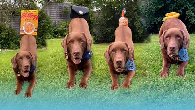 Labrador Ollie geht mit seinem Popöchen viral