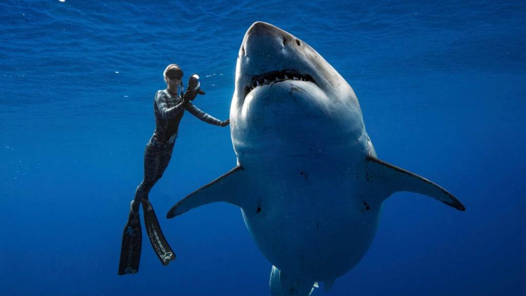 dpatopbilder - ARCHIV - Ein Weißer Hai vor Oahu neben einem Hai-Forscher. Foto: Juan Oliphant/Juan Oliphant via AP/dpa/Archivbild