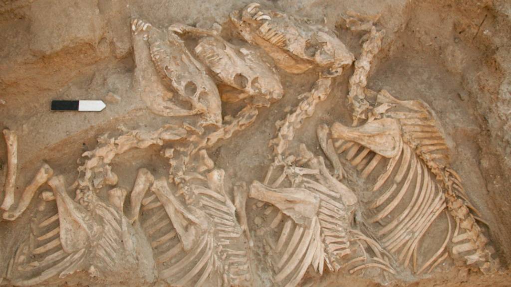 Vier in einem 4500 Jahre alten Königsgrab in Aleppo gefundenen Skelette einer unbekannten Eselart. Es wird angenommen, dass es sich dabei um die mythischen Kungas handelt. Sie waren so selten und teuer, dass sie sogar Gräber erhielten. Tiere wurden normalerweise nicht bestattet (Pressebild).