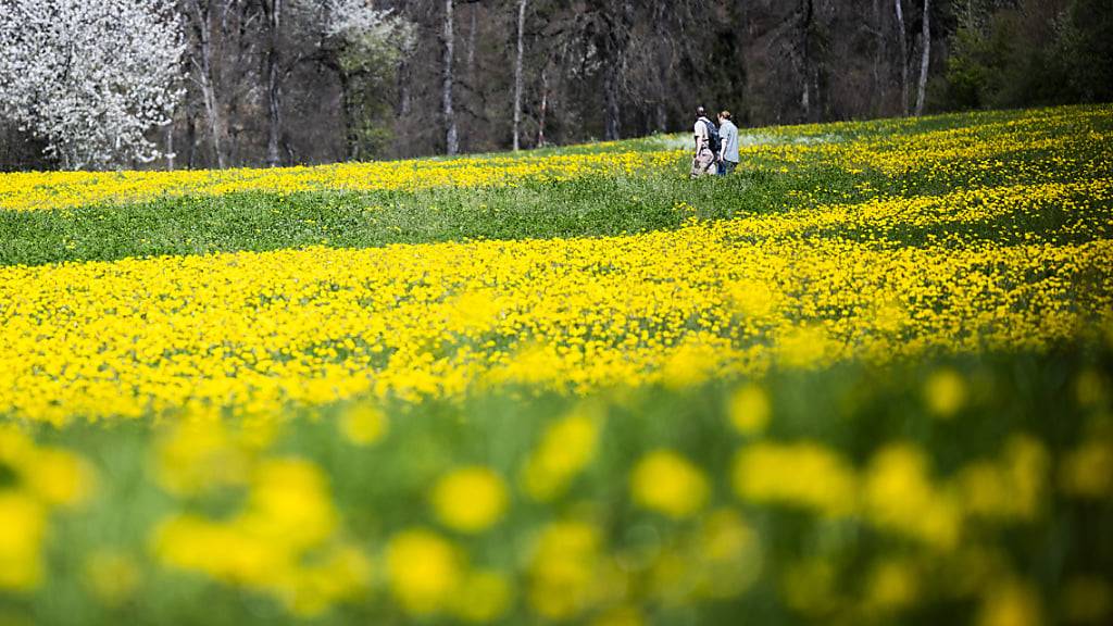 Er kommt wieder, der pralle Frühling: Spaziergang am Samstag, 6. April, in Maienfeld GR. (Archivbild)