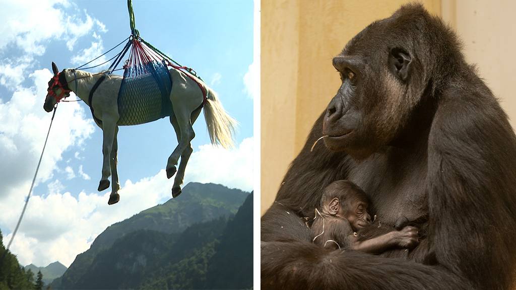 Tierrettung aus der Luft / Nachwuchs im Affenhaus