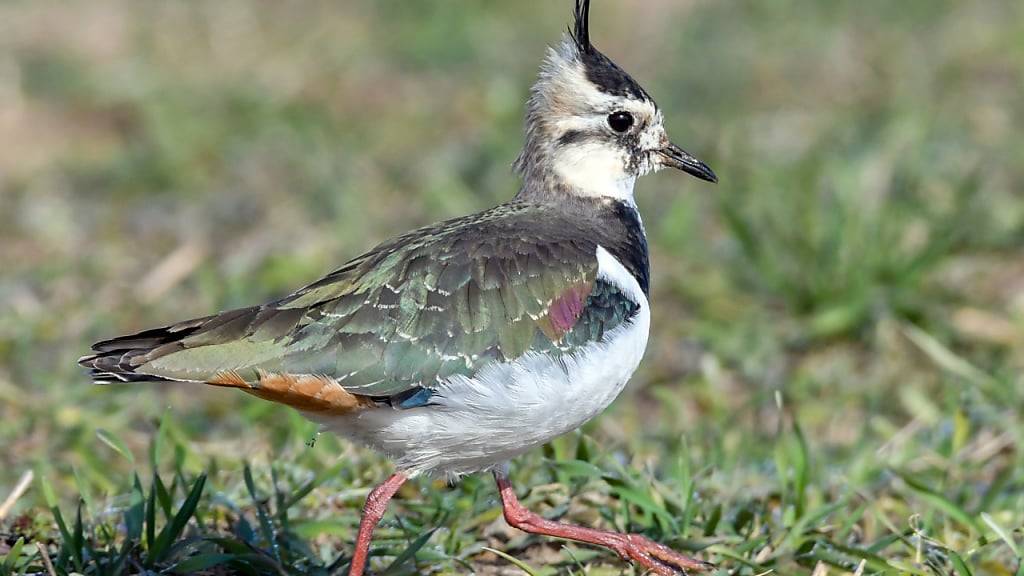 Fast die Hälfte der Schweizer Vögel sind vom Aussterben bedroht