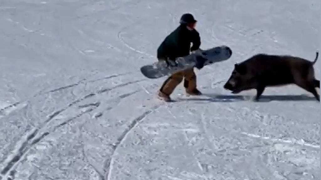 Wildschwein attackiert Snowboarder mitten auf der Piste