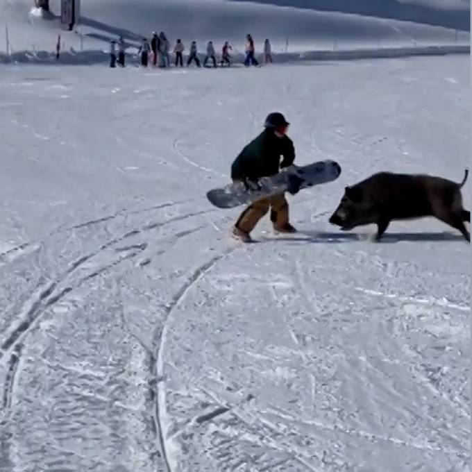 Wildschwein attackiert Snowboarder mitten auf der Piste