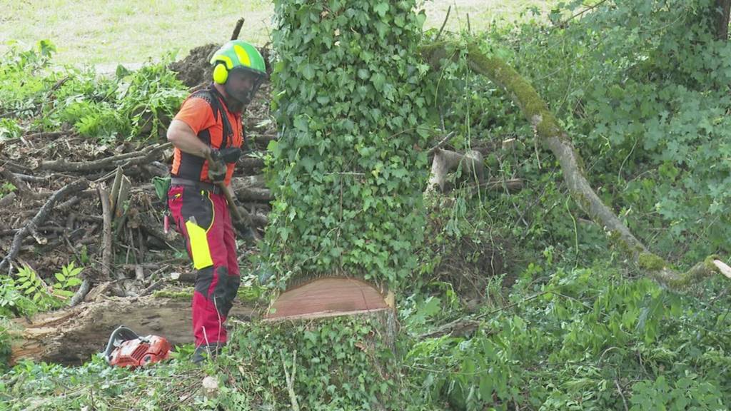 Abgesägt: In Buchs wurden zum Entsetzen der Einwohner mehrere Bäume gefällt