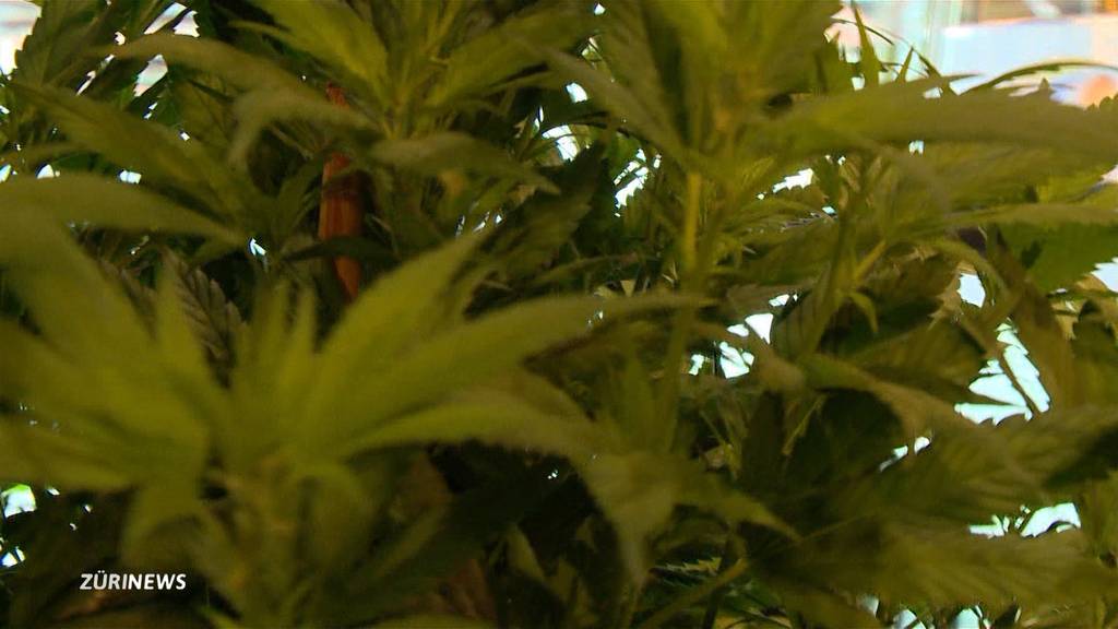 Cannabis-Legalisierung: zwei Drittel sind dafür