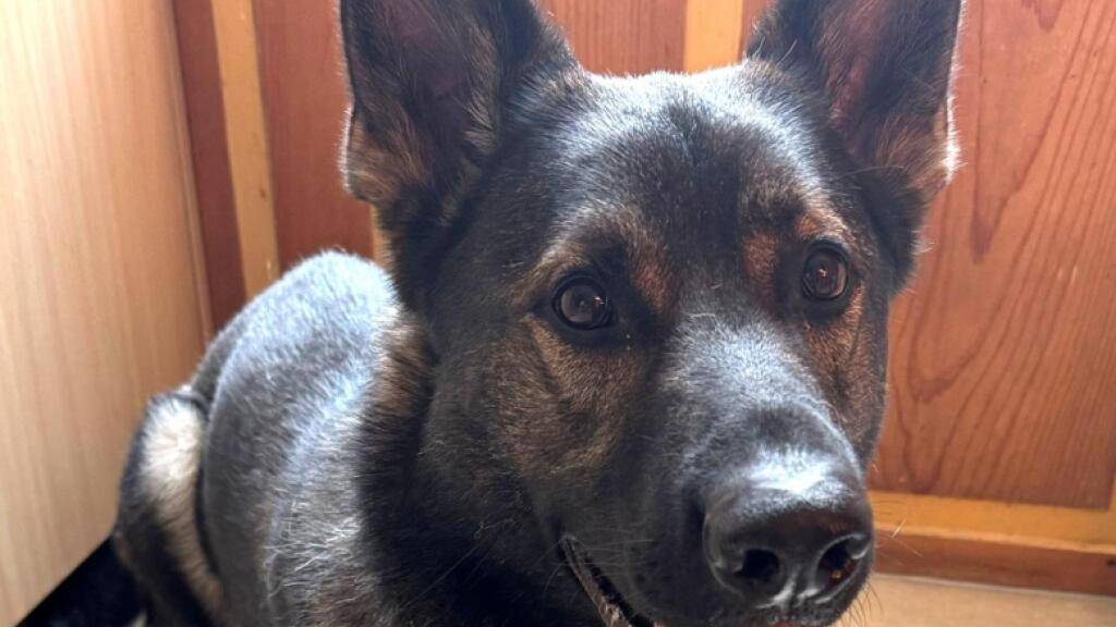 Diensthund «Sergeant» stellte am Freitag in Winterthur einen Einbrecher. Der 16-Jährige hatte sich auf dem WC eines Gastrobetriebs versteckt.