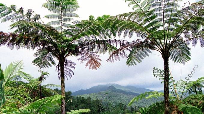 Tektonische Prozesse kurbelten Artenvielfalt der Regenwälder an